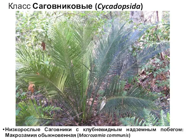 Класс Саговниковые (Cycadopsida) Низкорослые Саговники с клубневидным надземным побегом: Макрозамия обыкновенная (Macrozamia communis)