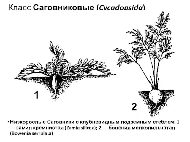 Класс Саговниковые (Cycadopsida) Низкорослые Саговники с клубневидным подземным стеблем: 1 —