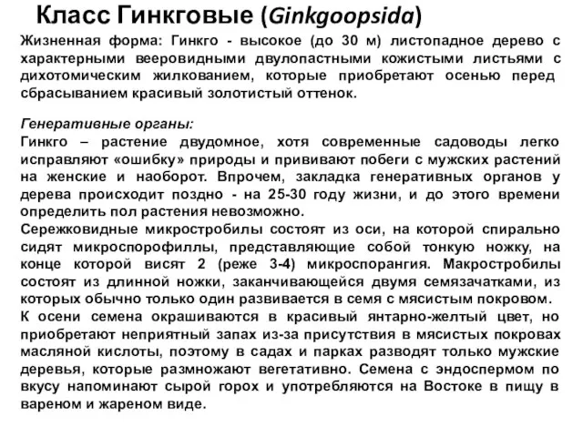 Класс Гинкговые (Ginkgoopsida) Жизненная форма: Гинкго - высокое (до 30 м)