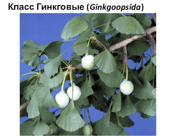 Класс Гинкговые (Ginkgoopsida)