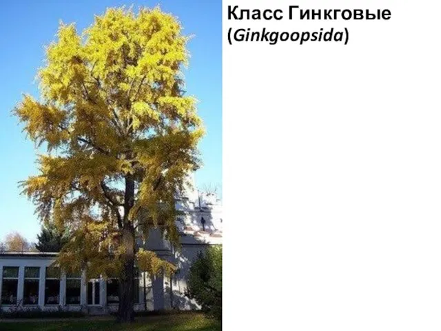 Класс Гинкговые (Ginkgoopsida)