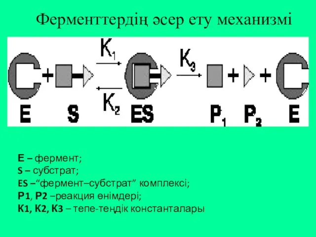 Ферменттердің әсер ету механизмі Е – фермент; S – субстрат; ES