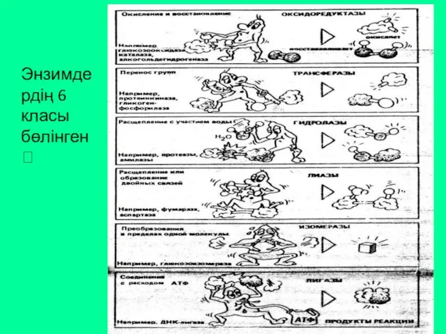 Энзимдердің 6 класы бөлінген ?