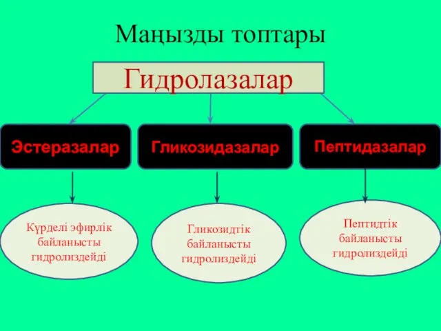 Маңызды топтары Гидролазалар Эстеразалар Гликозидазалар Пептидазалар Күрделі эфирлік байланысты гидролиздейді Гликозидтік байланысты гидролиздейді Пептидтік байланысты гидролиздейді