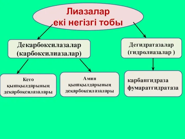 Лиазалар екі негізгі тобы Декарбоксилазалар (карбоксилиазалар) Дегидратазалар (гидролиазалар ) Кето қышқылдарының