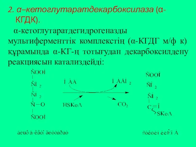 2. α–кетоглутаратдекарбоксилаза (α-КГДК). α-кетоглутаратдегидрогеназды мультиферменттік комплекстің (α-КГДГ м/ф к) құрамында α-КГ-ң тотығудан декарбоксилдену реакциясын катализдейді: