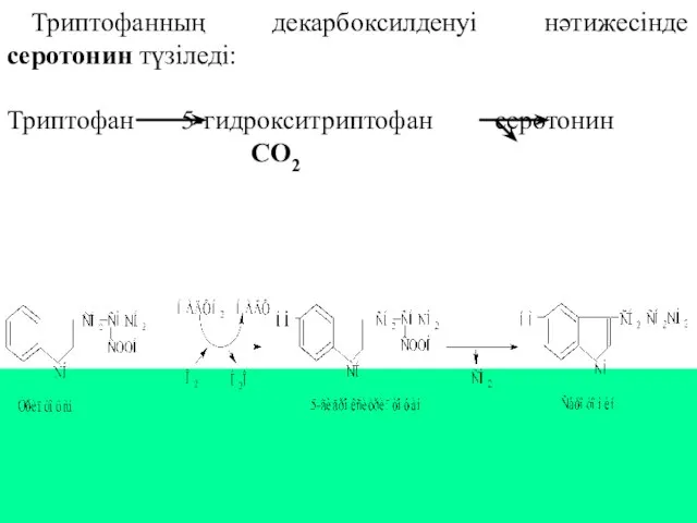 Триптофанның декарбоксилденуі нәтижесінде серотонин түзіледі: Триптофан 5-гидрокситриптофан серотонин СО2