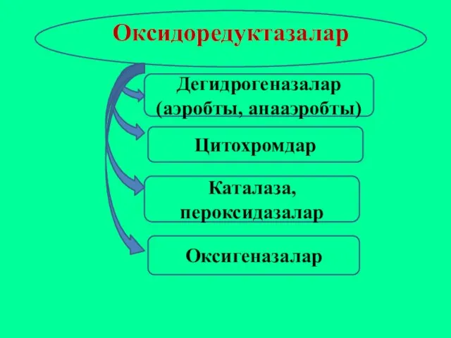 Оксидоредуктазалар Дегидрогеназалар (аэробты, анааэробты) Цитохромдар Каталаза, пероксидазалар Оксигеназалар