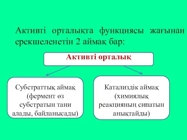 Активті орталықта функциясы жағынан ерекшеленетін 2 аймақ бар: Активті орталық Субстраттық