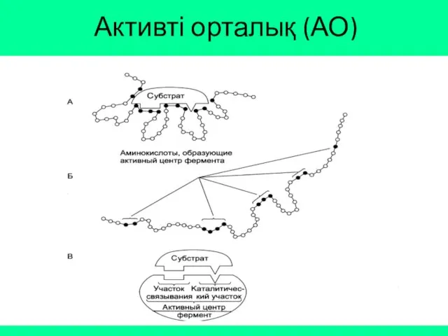 Активті орталық (АО)