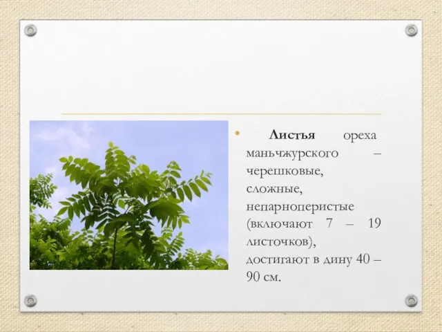 Листья ореха маньчжурского – черешковые, сложные, непарноперистые (включают 7 – 19