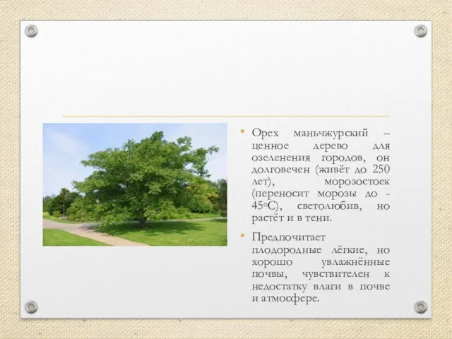 Орех маньчжурский – ценное дерево для озеленения городов, он долговечен (живёт