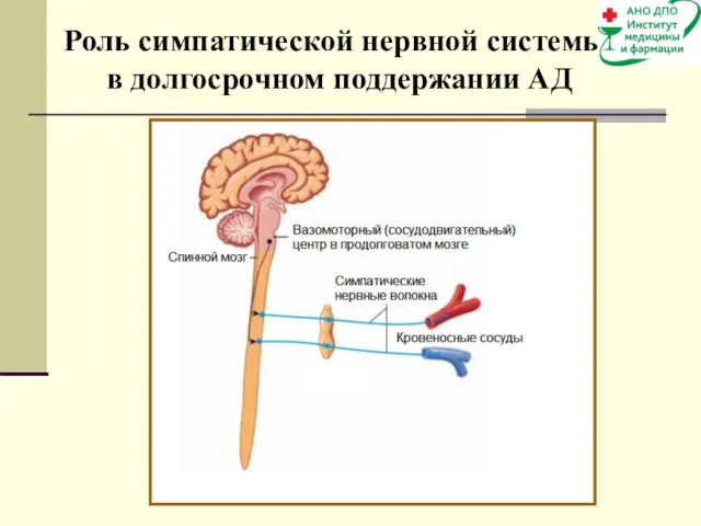 Роль симпатической нервной системы в долгосрочном поддержании АД