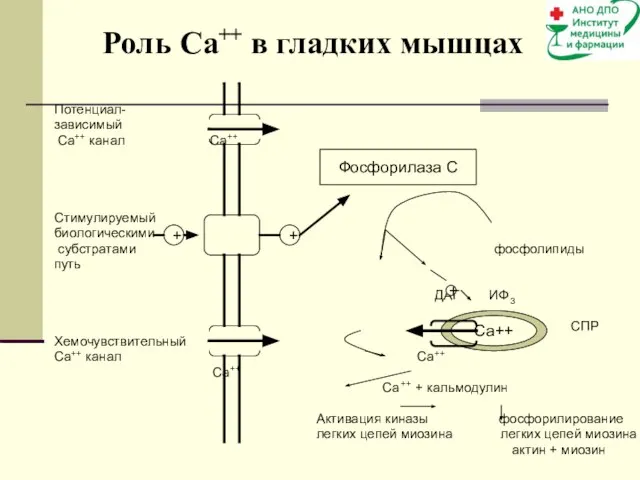 Потенциал- зависимый Са++ канал Са++ Стимулируемый биологическими субстратами фосфолипиды путь ДАГ