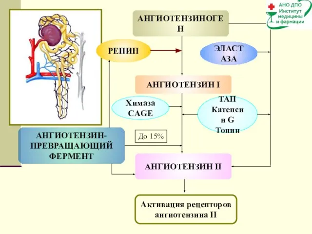 АНГИОТЕНЗИНОГЕН АНГИОТЕНЗИН II АНГИОТЕНЗИН I РЕНИН ЭЛАСТАЗА ТАП Катепсин G Тонин