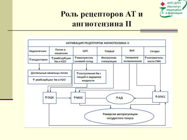 Роль рецепторов АТ и ангиотензина II