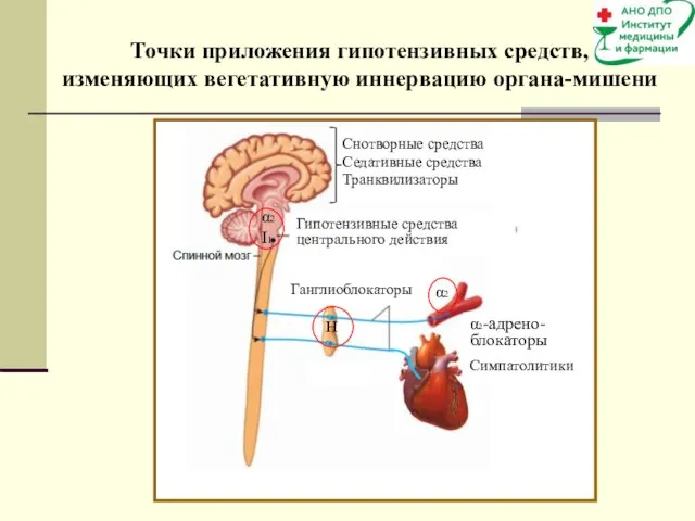 Точки приложения гипотензивных средств, изменяющих вегетативную иннервацию органа-мишени Гипотензивные средства центрального