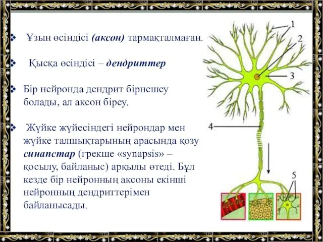 Ұзын өсіндісі (аксон) тармақталмаған. Қысқа өсіндісі – дендриттер Бір нейронда дендрит