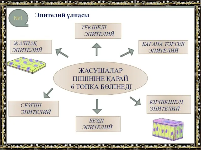 Эпителий ұлпасы №1 ЖАЛПАҚ ЭПИТЕЛИЙ ЖАСУШАЛАР ПІШІНІНЕ ҚАРАЙ 6 ТОПҚА БӨЛІНЕДІ