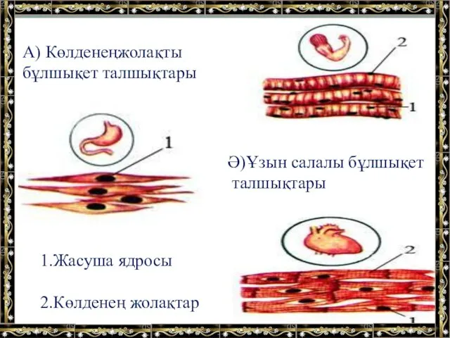 А) Көлденеңжолақты бұлшықет талшықтары 1.Жасуша ядросы 2.Көлденең жолақтар Ә)Ұзын салалы бұлшықет талшықтары