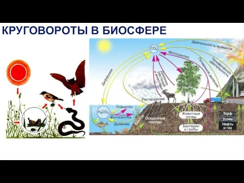 КРУГОВОРОТЫ В БИОСФЕРЕ