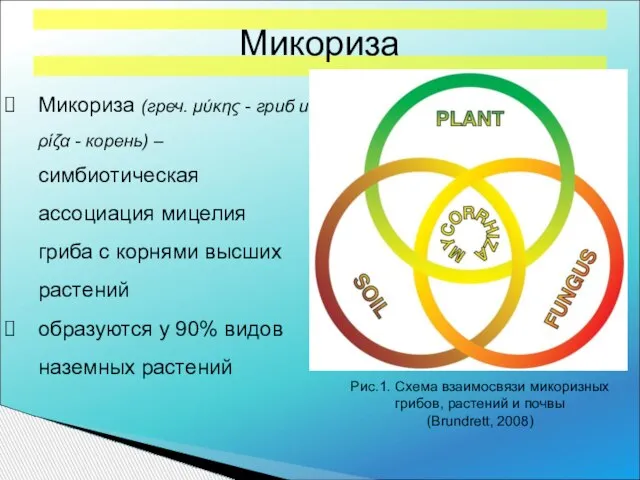 Рис.1. Схема взаимосвязи микоризных грибов, растений и почвы (Brundrett, 2008) Микориза