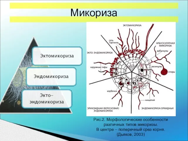 Рис.2. Морфологические особенности различных типов микоризы. В центре – поперечный срез корня. (Дьяков, 2003) Микориза