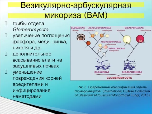 Рис.3. Современная классификация отдела гломеромицетов (International Culture Collection of (Vesicular) Arbuscular