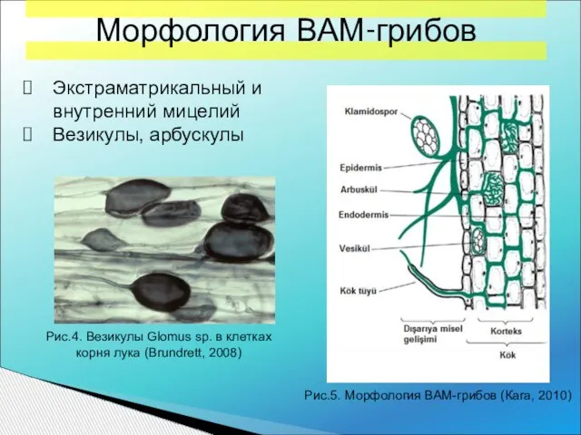 Морфология ВАМ-грибов Экстраматрикальный и внутренний мицелий Везикулы, арбускулы Рис.5. Морфология ВАМ-грибов