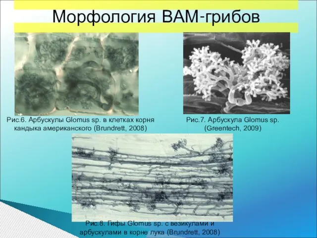 Рис.6. Арбускулы Glomus sp. в клетках корня кандыка американского (Brundrett, 2008)