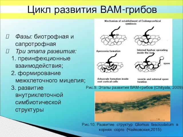 Рис.9. Этапы развития ВАМ-грибов (Chityala, 2009) Фазы: биотрофная и сапротрофная Три