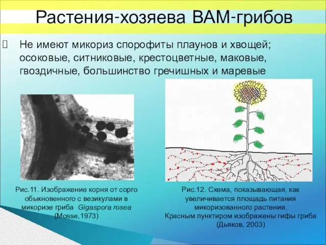 Рис.11. Изображение корня от сорго обыкновенного с везикулами в микоризе гриба