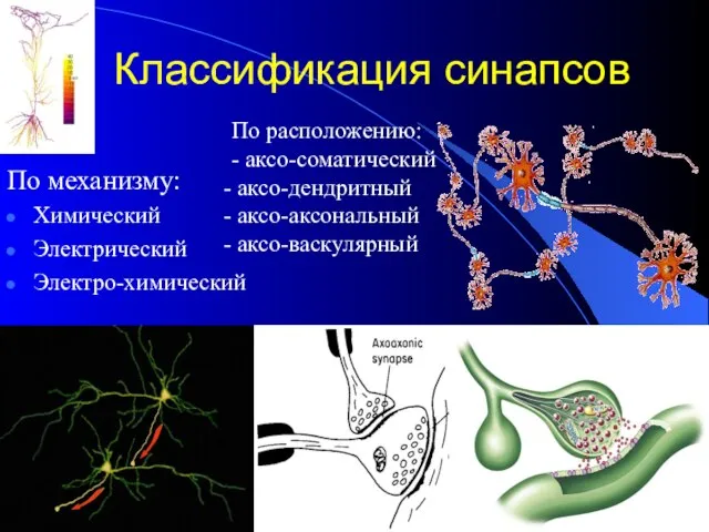 Классификация синапсов По механизму: Химический Электрический Электро-химический По расположению: - аксо-соматический аксо-дендритный аксо-аксональный аксо-васкулярный