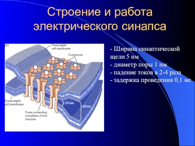 Строение и работа электрического синапса - Ширина синаптической щели 5 нм