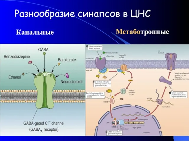 Разнообразие синапсов в ЦНС Метаботропные Канальные