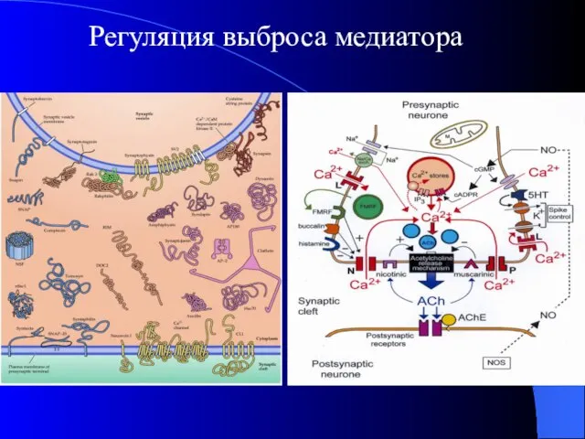 Регуляция выброса медиатора