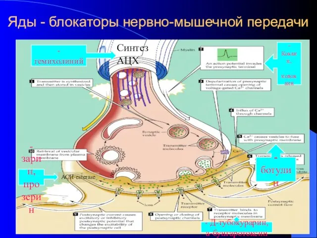 Яды - блокаторы нервно-мышечной передачи - Кокаин, новокаин - гемихолиний -