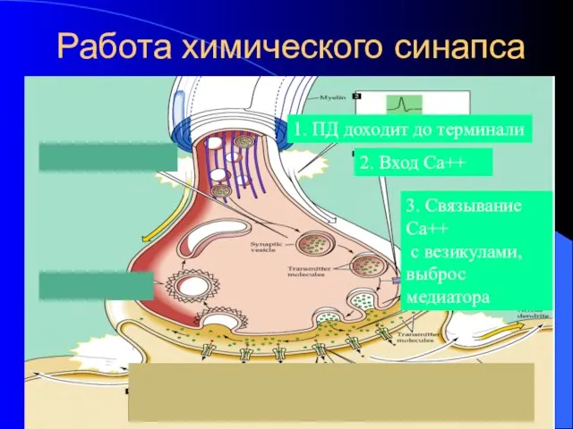 Работа химического синапса 1. ПД доходит до терминали 2. Вход Са++