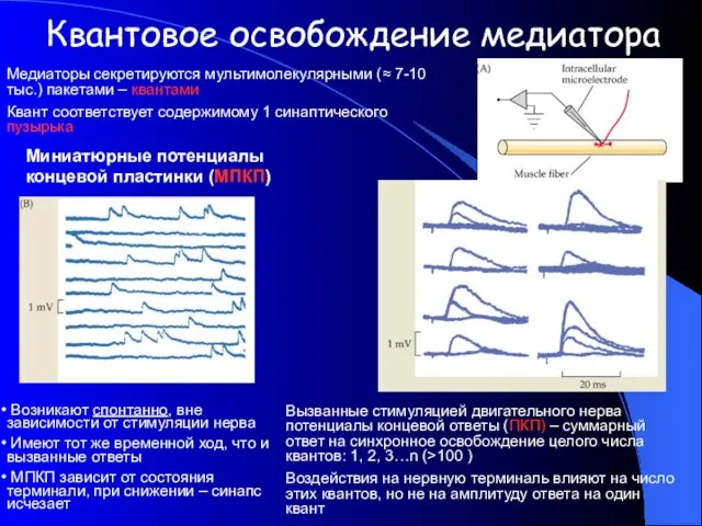 Квантовое освобождение медиатора Миниатюрные потенциалы концевой пластинки (МПКП) Возникают спонтанно, вне