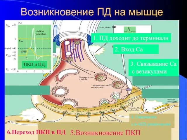 Возникновение ПД на мышце 1. ПД доходит до терминали 2. Вход