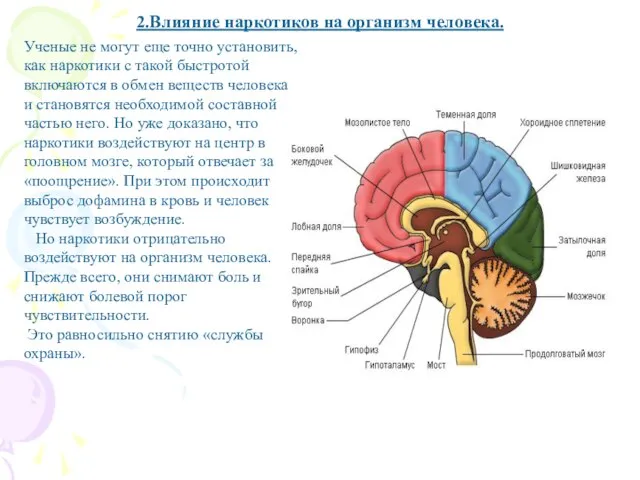 Ученые не могут еще точно установить, как наркотики с такой быстротой