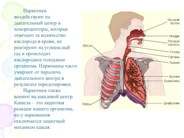 Наркотики воздействуют на дыхательный центр и хеморецепторы, которые отвечают за количество