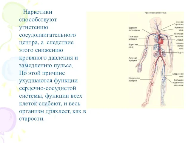 Наркотики способствуют угнетению сосудодвигательного центра, а следствие этого снижению кровяного давления