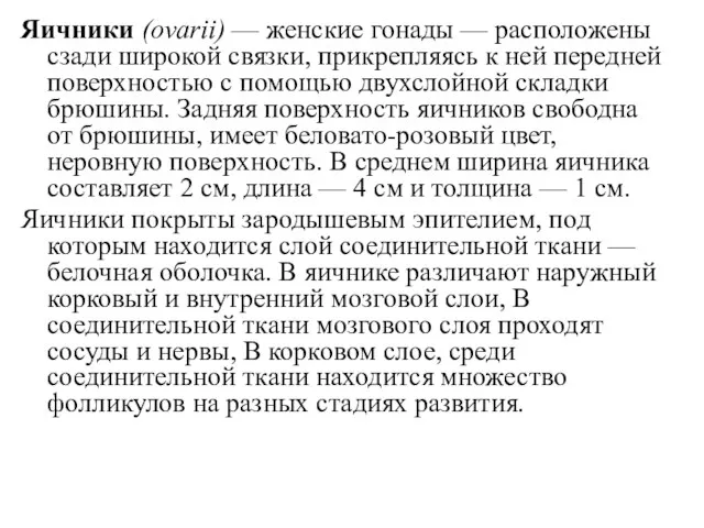 Яичники (ovarii) — женские гонады — расположены сзади широкой связки, прикрепляясь