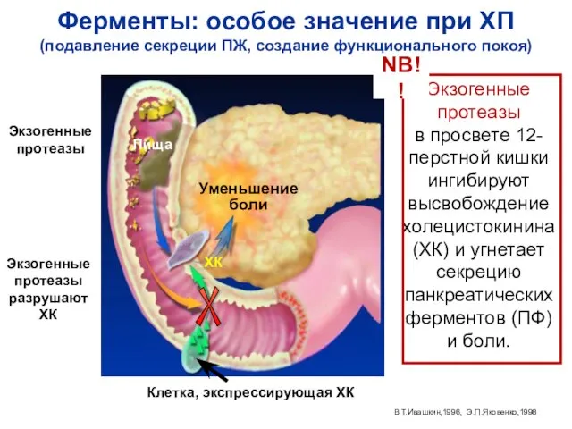 Уменьшение боли Клетка, экспрессирующая ХК Экзогенные протеазы разрушают ХК Пища ХК