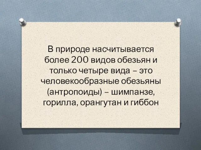 В природе насчитывается более 200 видов обезьян и только четыре вида