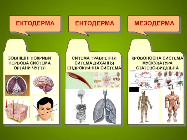 ЕКТОДЕРМА ЕНТОДЕРМА МЕЗОДЕРМА ЗЯБРА ЗОВНІШНІ ПОКРИВИ НЕРВОВА СИСТЕМА ОРГАНИ ЧУТТЯ ХОРДА