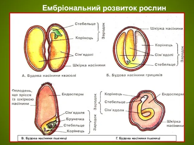 НАСІНИНИ КВІТКОВИХ РОСЛИН В. Будова насінини пшениці Г. Будова насінини пшениці Ембріональний розвиток рослин