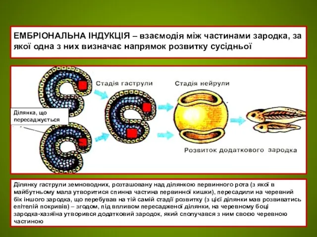 ЕМБРІОНАЛЬНА ІНДУКЦІЯ – взаємодія між частинами зародка, за якої одна з