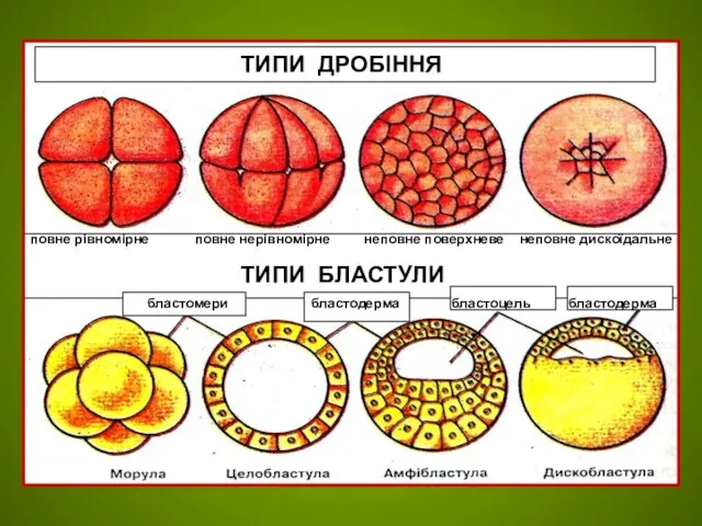 ТИПИ ДРОБІННЯ повне рівномірне повне нерівномірне неповне поверхневе неповне дискоїдальне ТИПИ БЛАСТУЛИ бластомери бластодерма бластоцель бластодерма